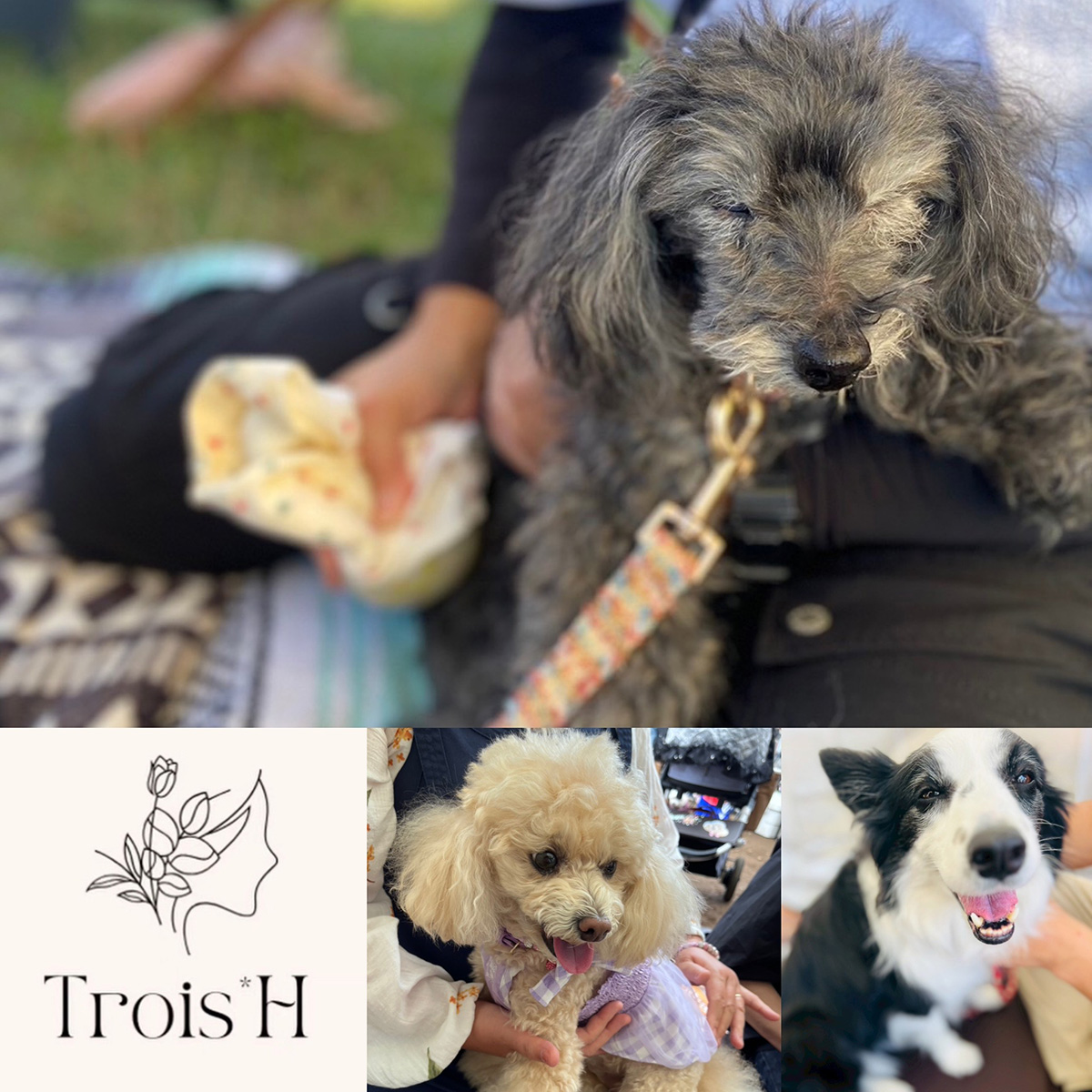 わんこと人のアウトドアセラピー