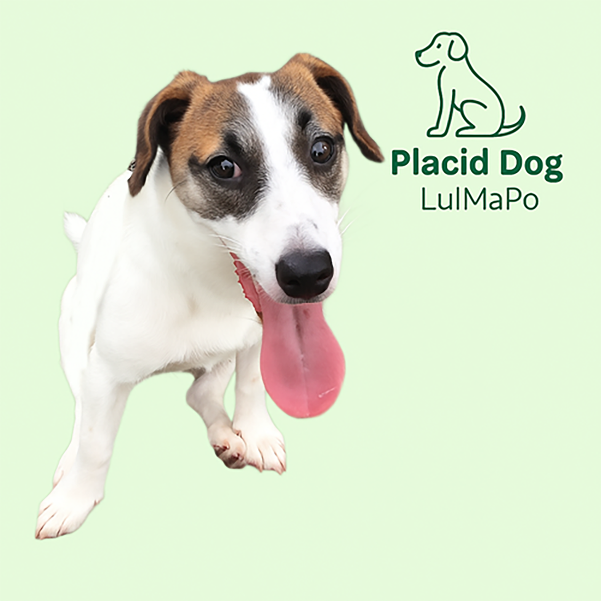 Placid Dog and LuIMaPo