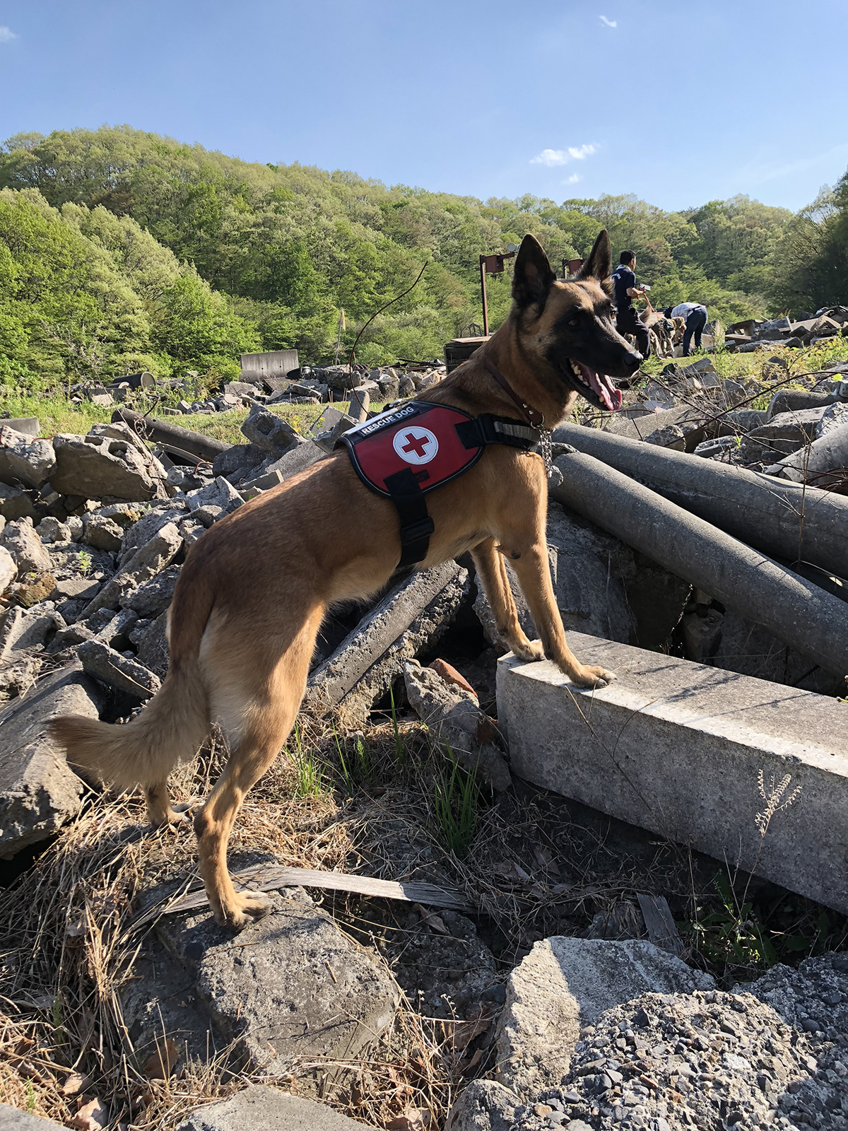 レスキュードッグ東京