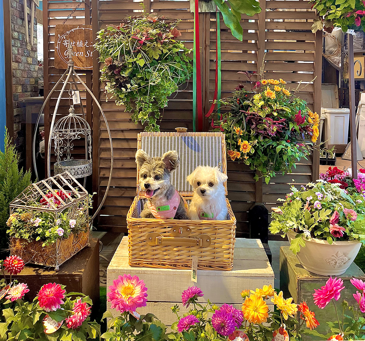 カインズフォトスポット