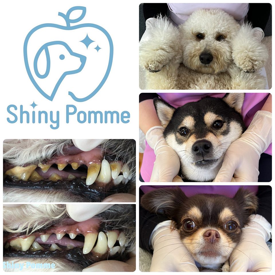 ShinyPomme