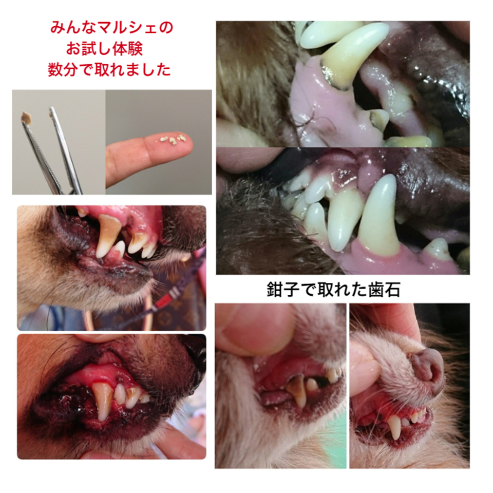 犬のケア用品　キュレット